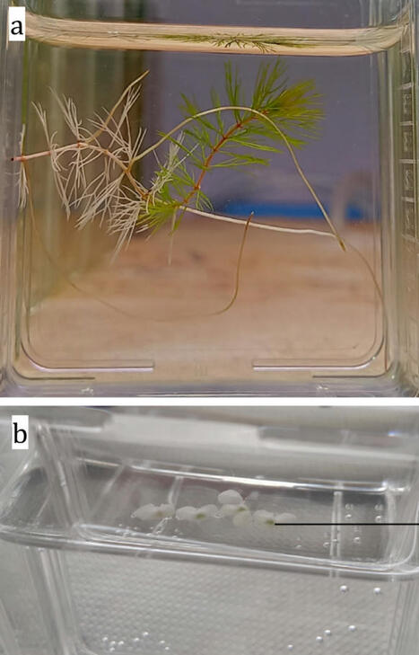 [INP-CRBE-LRSV] Comparative study of axenisation protocols for aquatic plants | Plant Cell, Tissue and Organ Culture (PCTOC) | Publications scientifiques | Scoop.it