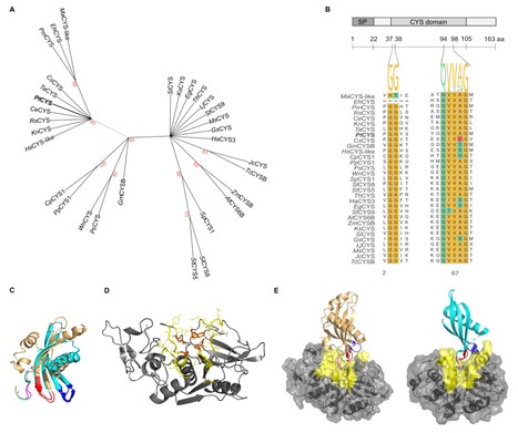 Original Paper in Algal Res &bull; Michaud & Desgagn&eacute;-Penix Labs 2026 &bull; Stabilizing heterologous protein production in Phaeodactylum tricornutum through cystatin overexpression | Originals | Scoop.it