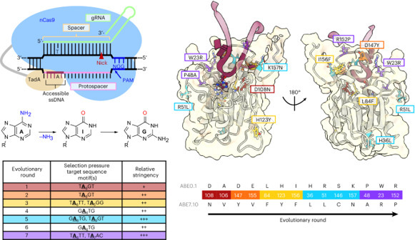 Precise, minimally evolved adenine base editors...