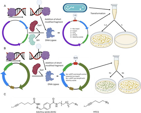 A Modified Methyl Transferase Cofactor to Selectively Silence Gene Expression in Escherichia coli | cbc | RMH | Scoop.it