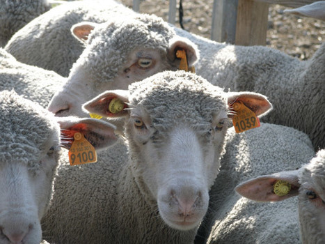 Le co&ucirc;t nourri-log&eacute; des &eacute;levages ovins de l'Ouest &agrave; la loupe | Agriculture en Pays de la Loire | Scoop.it