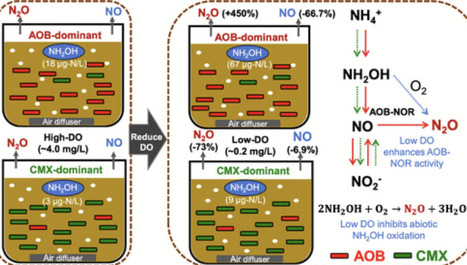 Mechanistic Insights into the Contrasting Effects of Low DO on Nitrification-Derived N2O Emissions in Comammox Nitrospira- versus AOB-Dominated Sludge | acs | RMH | Scoop.it