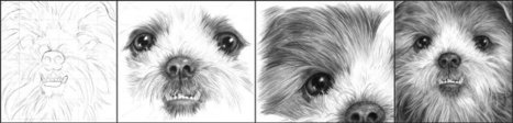 How To Draw A Shih Tzu Dog | Drawing and Painting Tutorials | Scoop.it