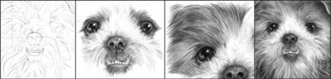 How To Draw A Shih Tzu Dog | Drawing and Painting Tutorials | Scoop.it