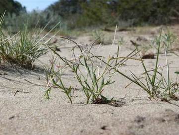 Flore patrimoniale sur les Salins du Midi | Camargue Nature | Scoop.it