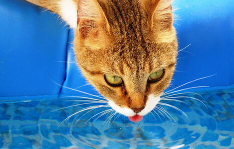 Pourquoi il ne faut pas laisser nos chats et nos chiens boire l'eau de la piscine | @ZeHub | Scoop.it