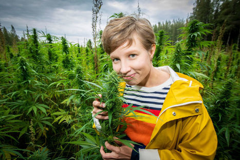 Hyötyhamppu on edelleen pienen piirin juttu, vaikka kasvista olisi moneksi – "Sijoittajia pelottaa hampun outous ja huumestatus" | Yle Uutiset | yle.fi | 1Uutiset - Lukemisen tähden | Scoop.it