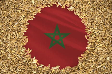 Weather tempers MOROCCO’s wheat outlook | World Grain | MED-Amin network | Scoop.it
