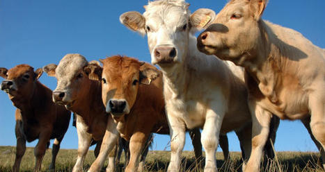 Les cours des bovins continuent de progresser | Actualité Bétail | Scoop.it