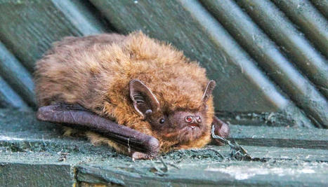These bat facts send fears flapping | Virology News | Scoop.it