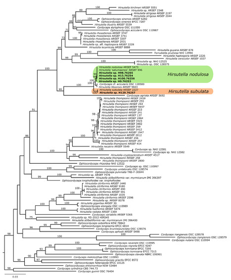 Original Paper in J Econ Entomol &bull; Tweddell & Fournier Labs 2026 &bull; Presence and distribution of entomopathogenic Hirsutella species (Fungi: Sordariomycetes) infecting the mite Phytonemus pallidus i... | Originals | Scoop.it