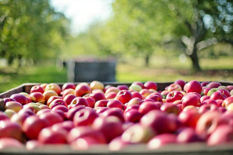 Apfel gesund? Wie gesund sind Äpfel wirklich? | food | Scoop.it