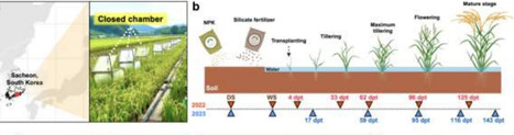 Silicate fertilizer mitigates methane emissions from rice paddies by enriching Burkholderia to modulate microbial interactions | isme | RMH | Scoop.it
