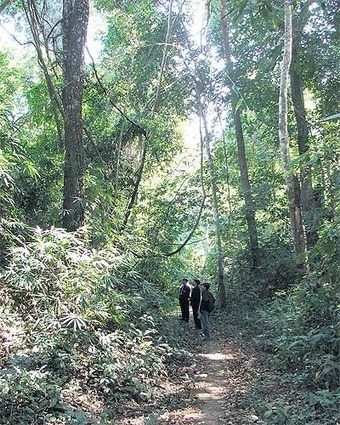 The forest supermarket | Bangkok Post: news | The Asian Food Gazette. | Scoop.it