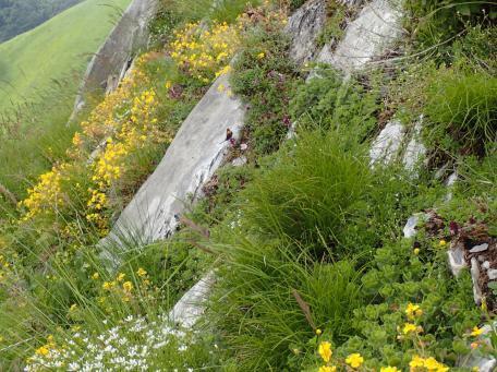 Rocanature | Concilier pratiques sportives et préservation de la biodiversité en milieux rocheux | Éco agir | Scoop.it