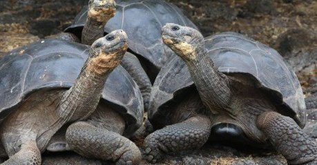 Baby Tortoises Show Up In The Galapagos Islands For The First Time In 100 Years! | Galapagos | Scoop.it