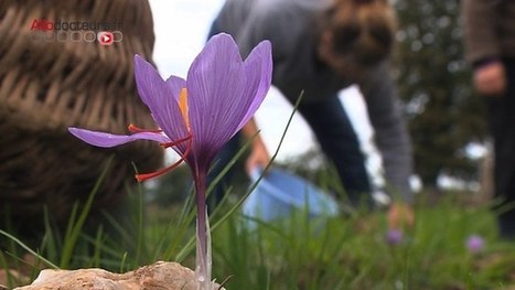 Des tisanes... pour calmer l'anxiété ! : Allodocteurs.fr | Santé par les plantes | Scoop.it