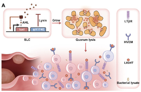 Synthetic biology–driven induction of mature TLS formation enhances antitumor immunity in colorectal cancer | stm | RMH | Scoop.it