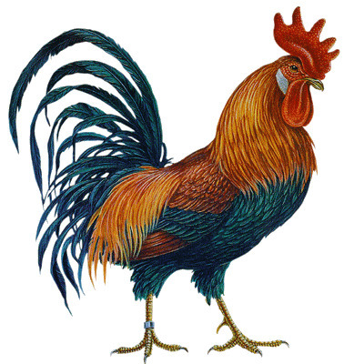 La symphonie des cocoricos...  Quid.ma | Nouvelles du Maghreb | Scoop.it