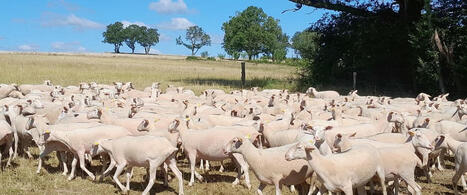 Les leviers pour s’adapter à la sécheresse en production ovine - Chambre d'agriculture de Bretagne | SCIENCES DE L' ANIMAL | Scoop.it