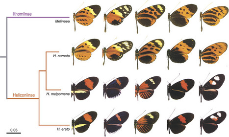 Les Heliconius, un mod&egrave;le d&rsquo;excellence pour l&rsquo;&eacute;tude de la sp&eacute;ciation &eacute;cologique | EntomoScience | Scoop.it
