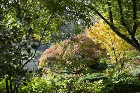 Metz lance une étude unique en Europe pour savoir quels arbres planter près de chez vous | veille territoriale | Scoop.it
