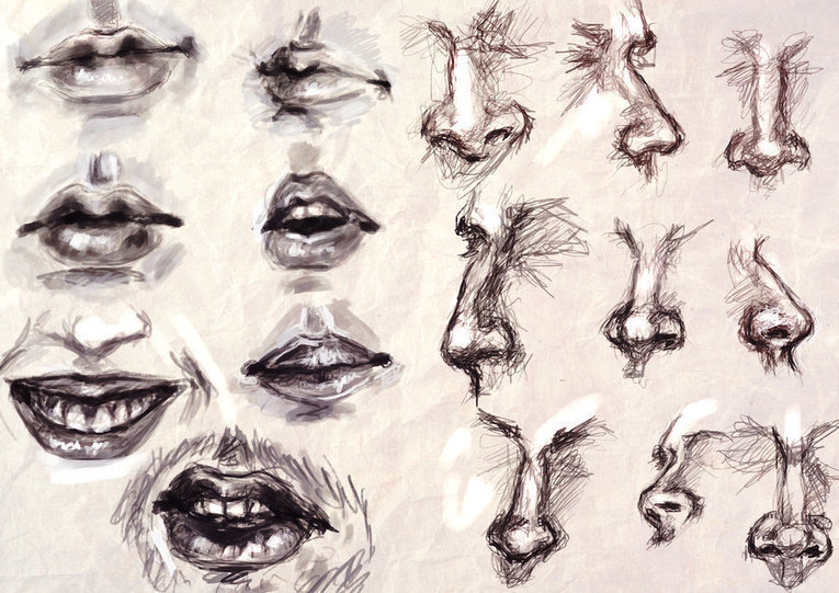 Study Mouth and Nose Drawing References and...