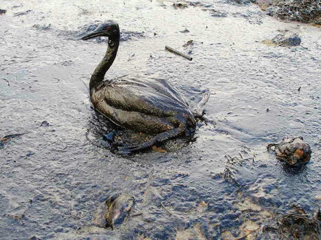 “Les auteurs doivent défendre la nature” : un manifeste mondial | EcritureS - WritingZ | Scoop.it