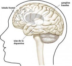 La dopamina en el cerebro nos hace estar motivados | NeuroPsicoEducación al Día | Scoop.it
