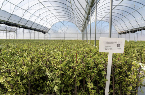 Indigenous Biodiversity:&nbsp;Amazon Invests in South Africa Carbon-Removal Project, Agrees to Buy 1.95 Million Carbon Credits | BIOECONOMY, Climate-Nature-Finance, Financial Reforms, Economic Reforms, Tax Reforms | Scoop.it