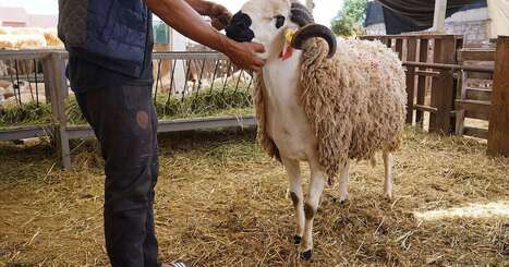 Pourquoi les éleveurs bradent-ils leurs moutons? | Actualité Bétail | Scoop.it