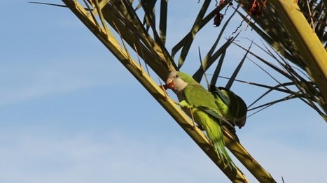 The Copyright Monopoly Stands In Direct Opposition To Property Rights - Falkvinge on Infopolicy | Digital-News on Scoop.it today | Scoop.it