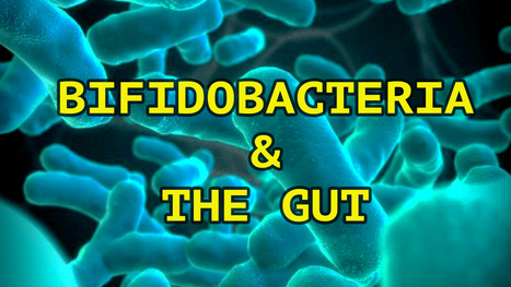 Bifidobacteria and The Gut System | El Paso, TX Chiropractor | Call: 915-850-0900 | The Gut "Connections to Health & Disease" | Scoop.it