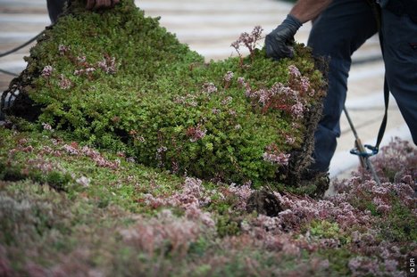 [végétalisation] Avec Vertige, le jardin déménage sur le toit | Build Green, pour un habitat écologique | Scoop.it