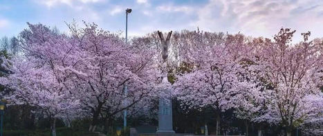 Wuhan University March 2023 | Wuhan, Hubei | Scoop.it