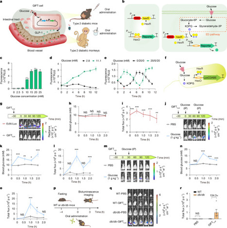 Glucose-responsive probiotics for glycaemic modulation in mice and monkeys | nat | RMH | Scoop.it