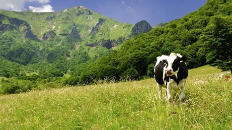 La profession agricole réclame un plan en faveur de l'élevage durable | Actualité Bétail | Scoop.it