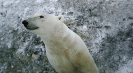 Google Street View Photographs the Lives of Polar Bears (Video) | Mobile Photography | Scoop.it