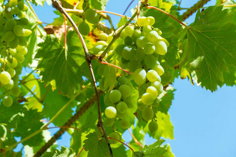 PORTUGAL : Mise en valeur du patrimoine gastronomique de l'Algarve&nbsp; | CIHEAM Press Review | Scoop.it