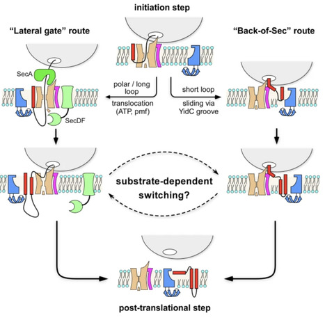 Substrate-induced assembly and functional mechanism of the membrane protein insertase SecYEG-YidC | embo | RMH | Scoop.it