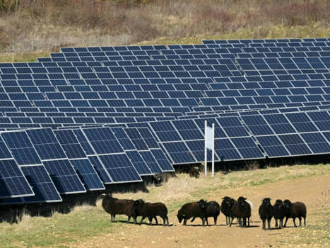 Ferme solaire de Marcoussis: les moutons, alliés naturels de l'énergie verte | Energies Renouvelables | Scoop.it