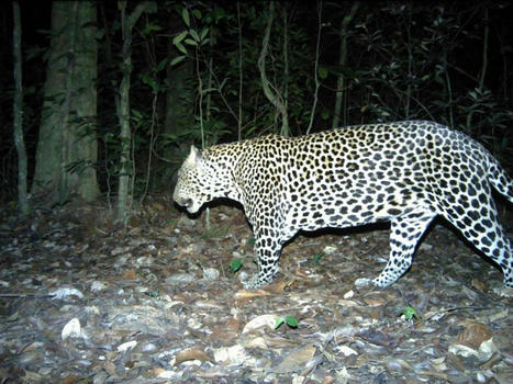 Ministère des Eaux et Forêts – Améliorer le suivi de la faune grâce à l’intelligence artificielle – | Histoires Naturelles | Scoop.it