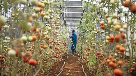 Smallholder farming the surest route to African growth | Food & Nutrition Security in East Africa | Scoop.it
