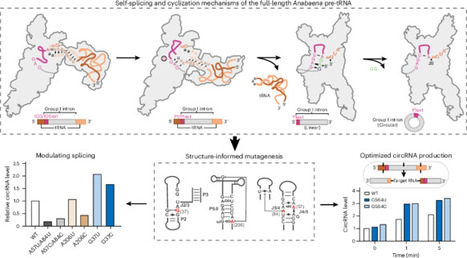 Self-splicing and cyclization mechanisms of the full-length Anabaena pre-tRNA | Ncb | RMH | Scoop.it