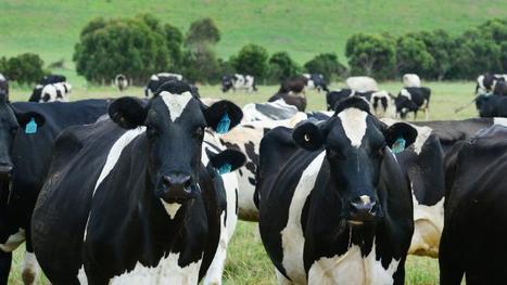 NZ : Synlait a multiplié par 3 son bénéfice grâce au développement du lait infantile | Lait de Normandie... et d'ailleurs | Scoop.it