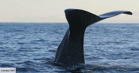 Les baleines au coeur d'un plan de sauvetage pour éviter les collisions avec les bateaux en Méditerranée | Biodiversité | Scoop.it