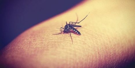 L&rsquo;immunit&eacute; contre la dengue peut prot&eacute;ger contre Zika | EntomoNews | Scoop.it