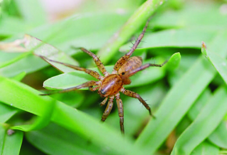 A new cryptic spider species from Africa | Insect Archive | Scoop.it