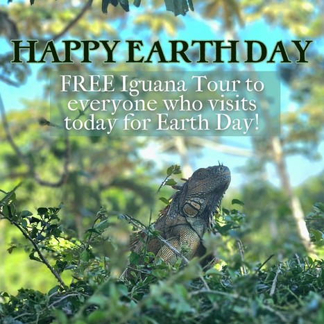 Free Iguana Tours for Earth Day | Cayo Scoop!  The Ecology of Cayo Culture | Scoop.it