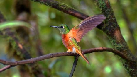 Ecuador is a bird-watcher’s paradise | Galapagos | Scoop.it
